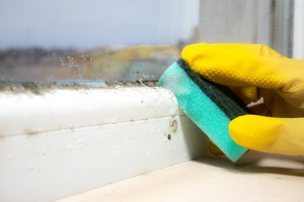 Best Insurance-Related Mold Remediation in Wapakoneta, OH