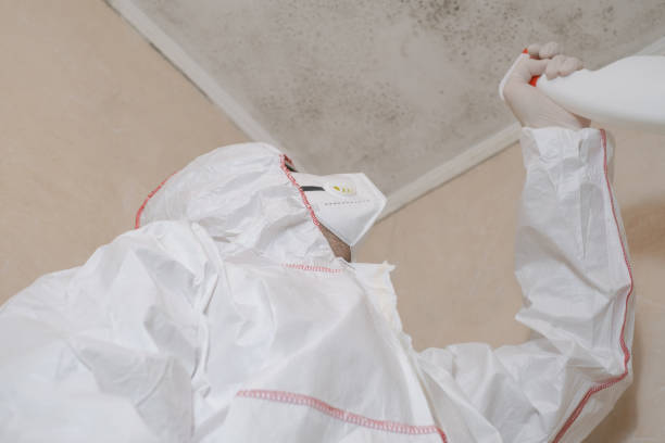 Best DIY Mold Remediation Support Services in Wapakoneta, OH