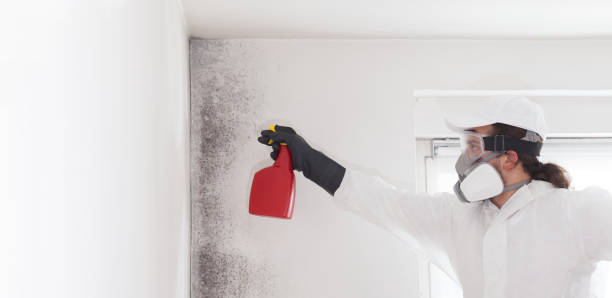 Best Mold Testing and Inspection Services in Wapakoneta, OH